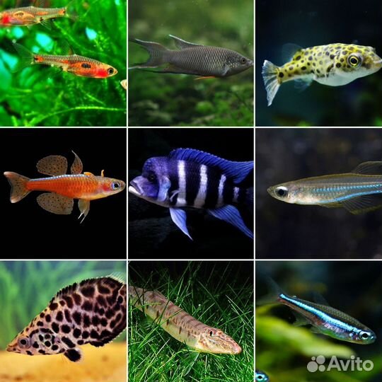 Аквариумные рыбки, креветки, улитки, рептилии