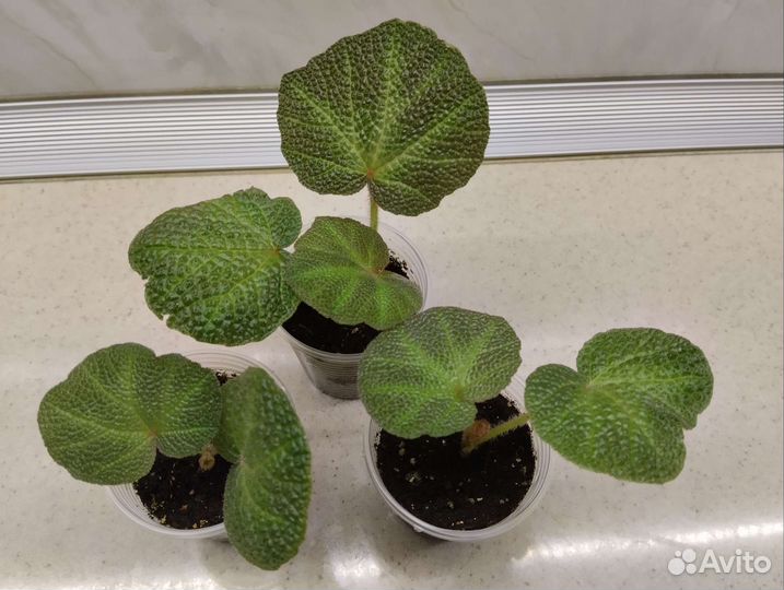 Бегонии природники, кейн