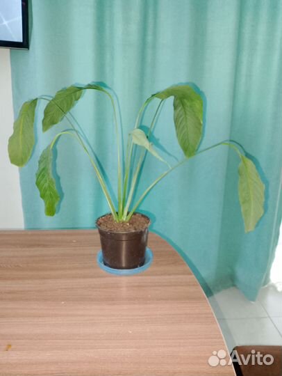 Спатифиллум (женское счастье)