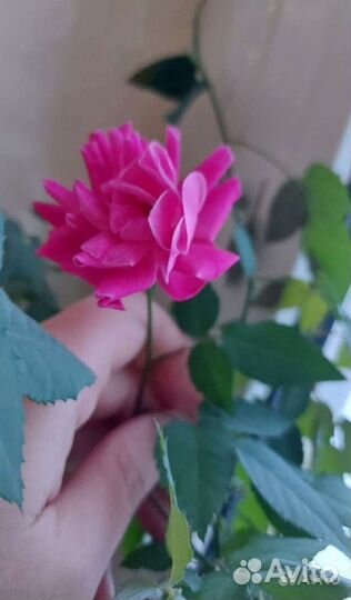 Роза домашняя комнатная Герань Традескан Колонхой