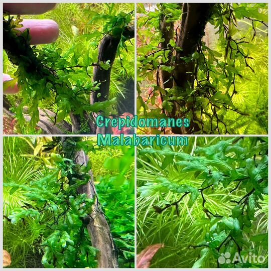 Аквариумные мхи и папоротники