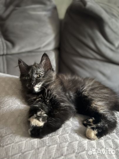 Сибирский котенок