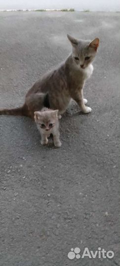 Кошка