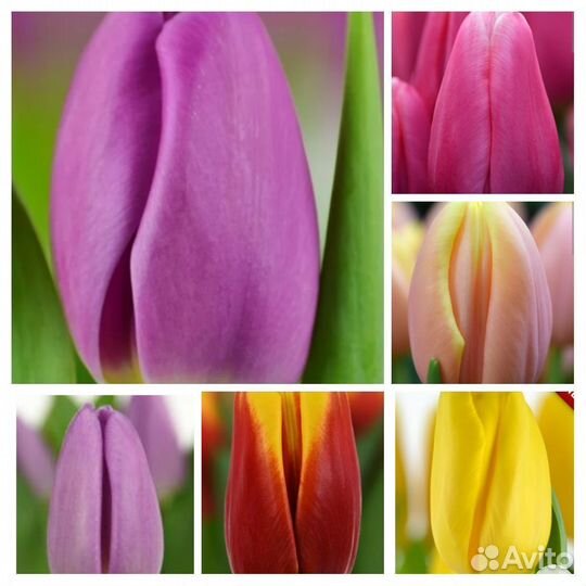 Тюльпаны к 8 марта оптом