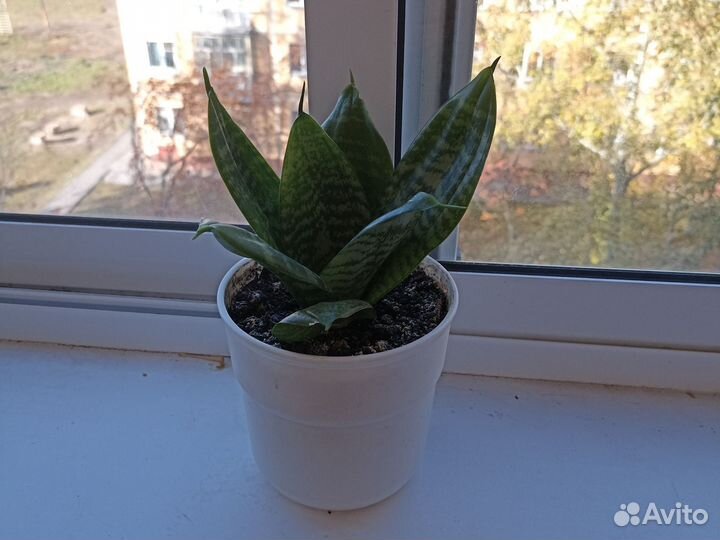 Сансевиерия