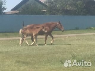 Кобылы с жеребенком