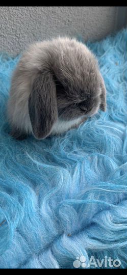 Карликовый вислоухий крольчонок мардер