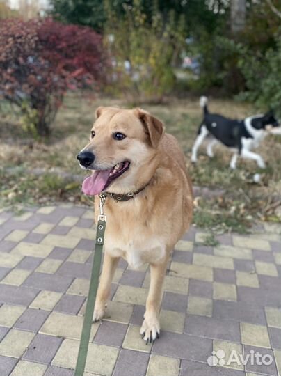 Собака-компаньон в семью