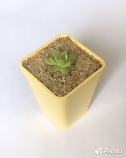 Суккуленты. Эхеверия, хавортия, крассула