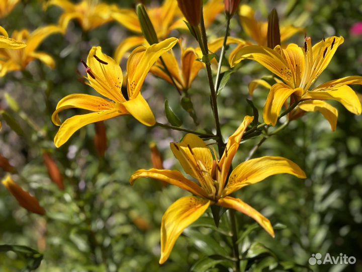 Лилии луковицы