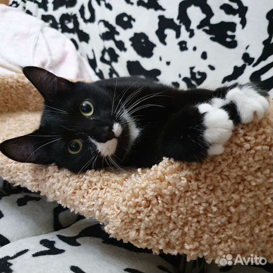 Кот Кузя Кузьма