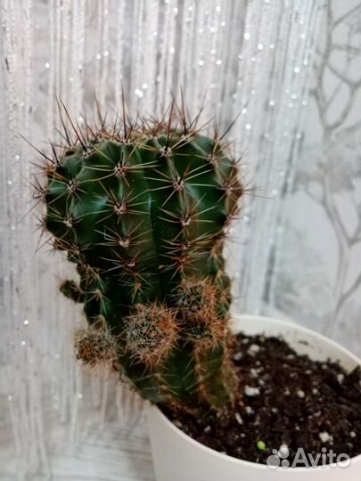 Кактус