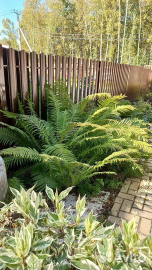 Папоротник садовый бадан