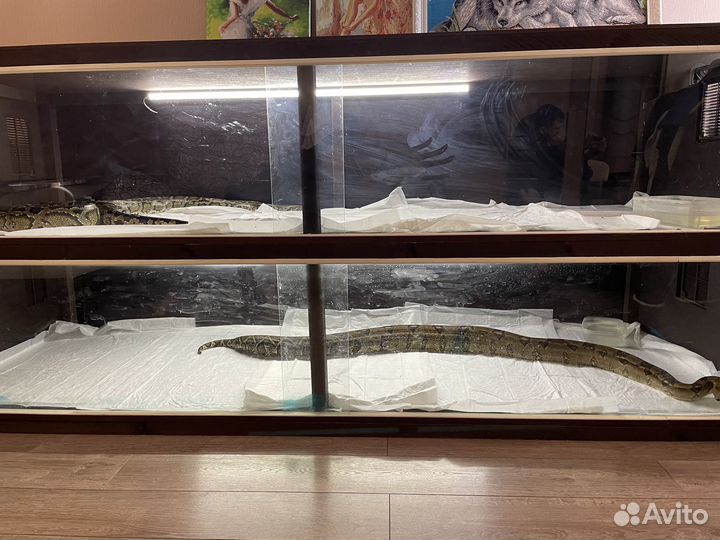 Императорский удав