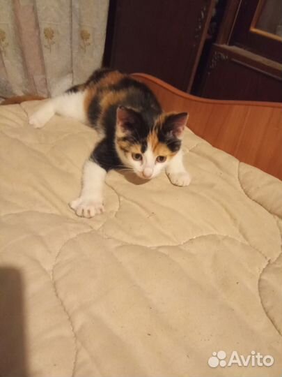 Котенок, трехцветка