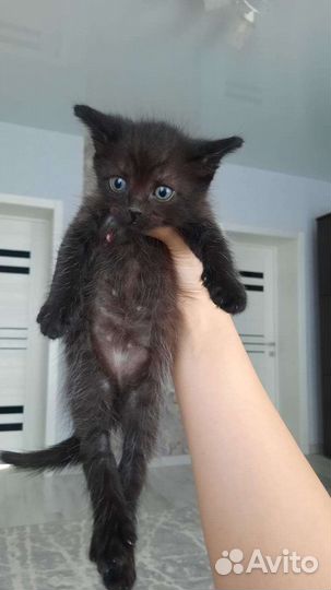 Котята от вислоухой кошки. Мальчики. В добрые руки