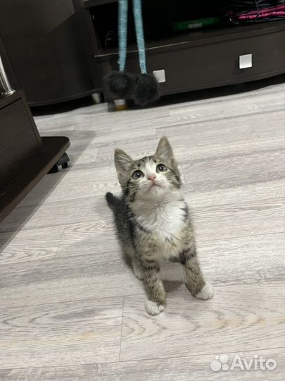 Котенок девочка в добрые руки