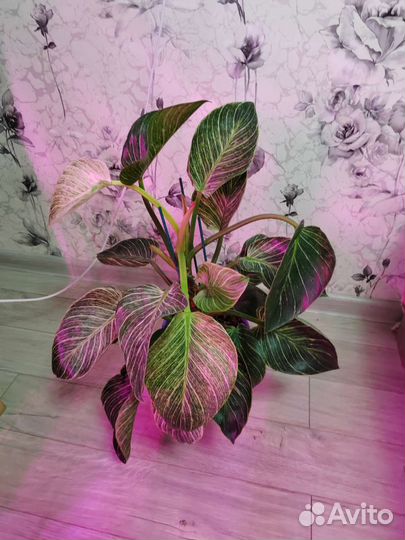 Филодендрон Биркин