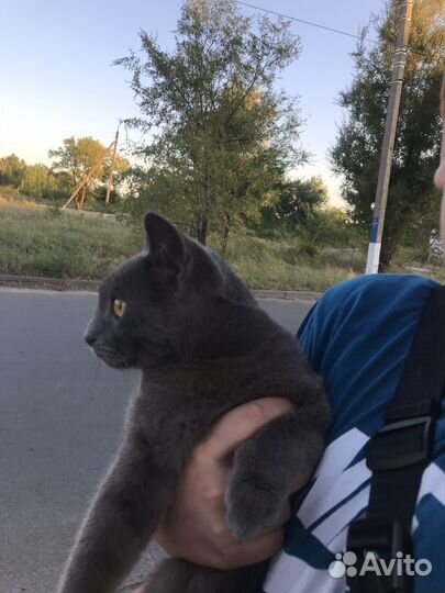 Британский кот отдам в добрые руки уже не котёнок