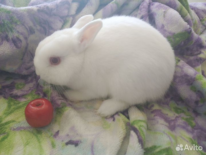 Карликовый декоративный кролик (мальчик)