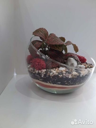 Флорариум из влогалюбивых растений