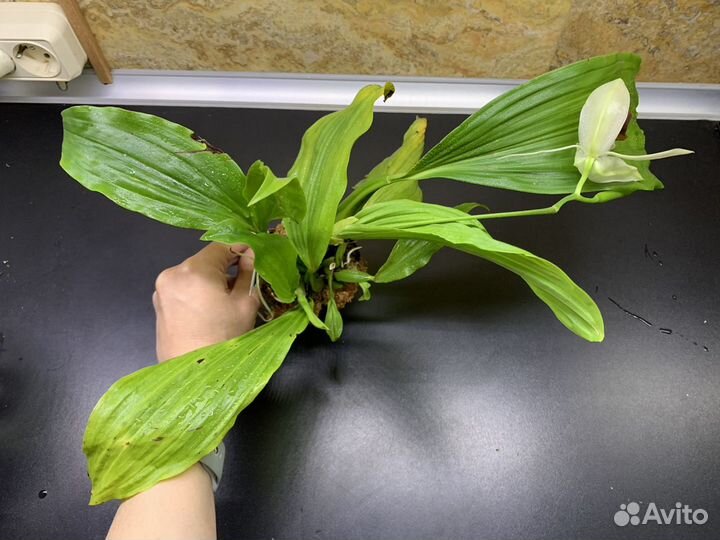 Орхидея Coelogyne celebescens x usitana