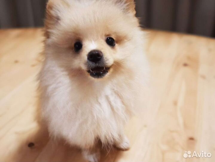 Немецкий малый шпиц с документами привита