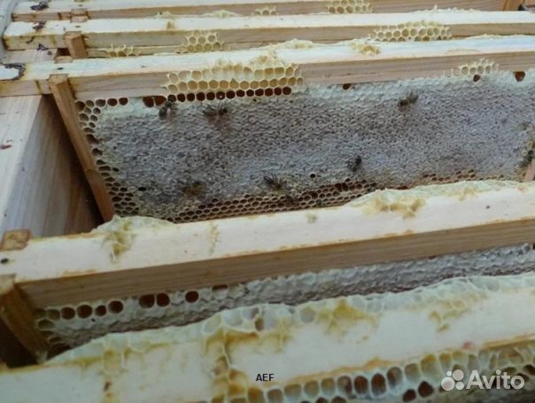 Мед 2024 года Алтайский опт