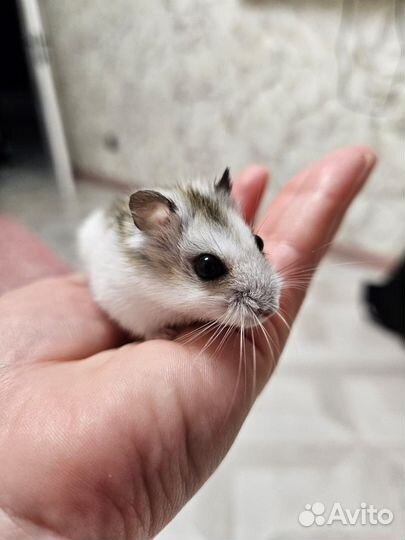 Джунгарский хомяк с клеткой