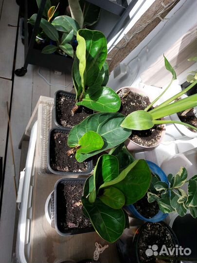 Фикус Лирата Бамбино, Мелани, Тинеке, Замиокулькас