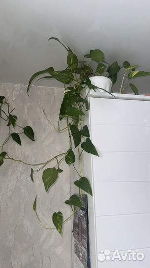 Сциндапсус