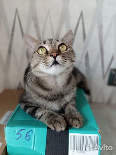 Кошечка Майя