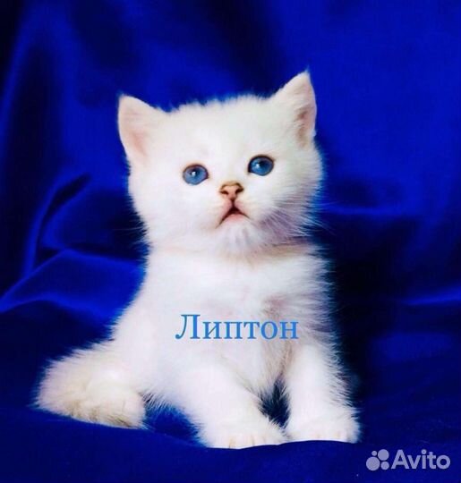 Котята с голубыми глазами