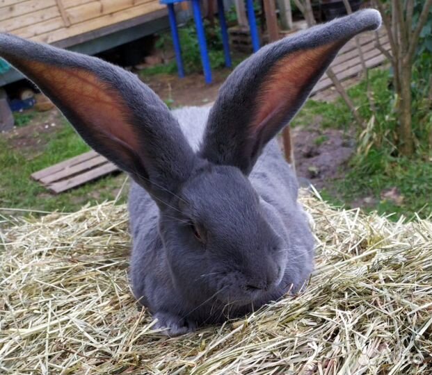 Кролики великаны ризен фландр обр