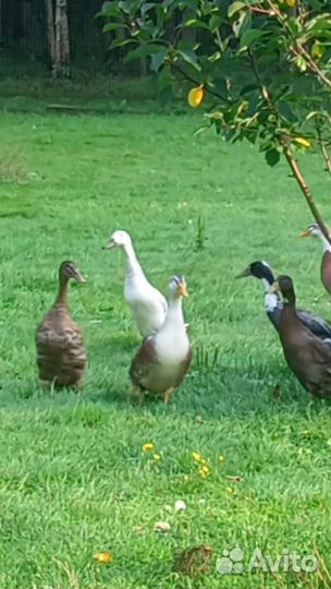 Утки молодые