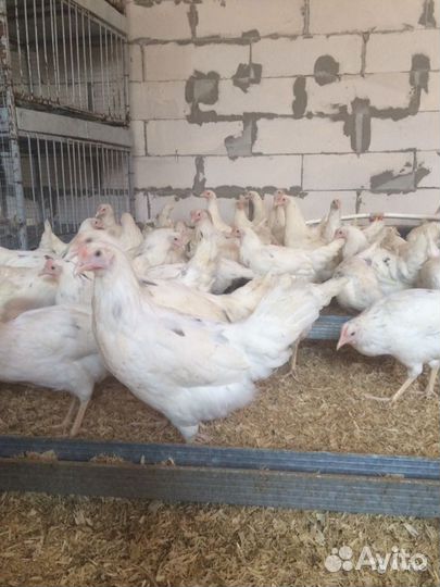 Несушки с доставкой на дом