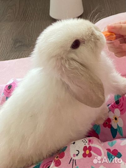 Вязка кроликов