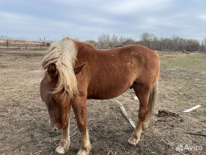 Жеребец(конь)