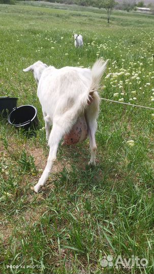 Коза с козлятами козел