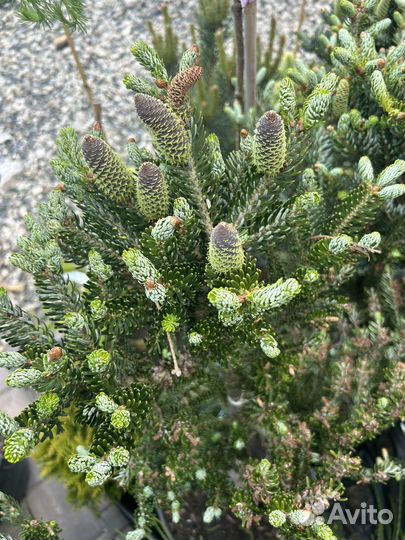 Пихта Сильберлок