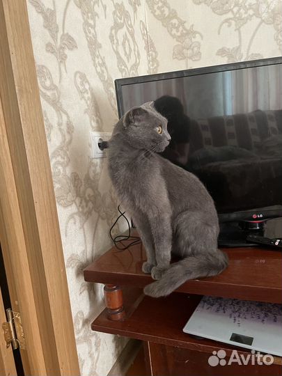 Отдам кота в добрые руки