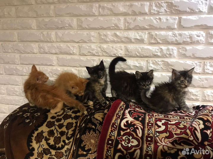 Котята мейн-кун