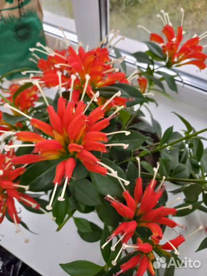 Цветок колумнея