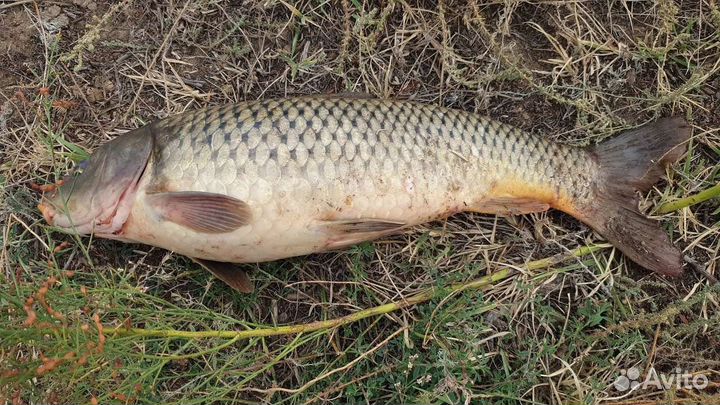 Рыбалка Охота Активный отдых