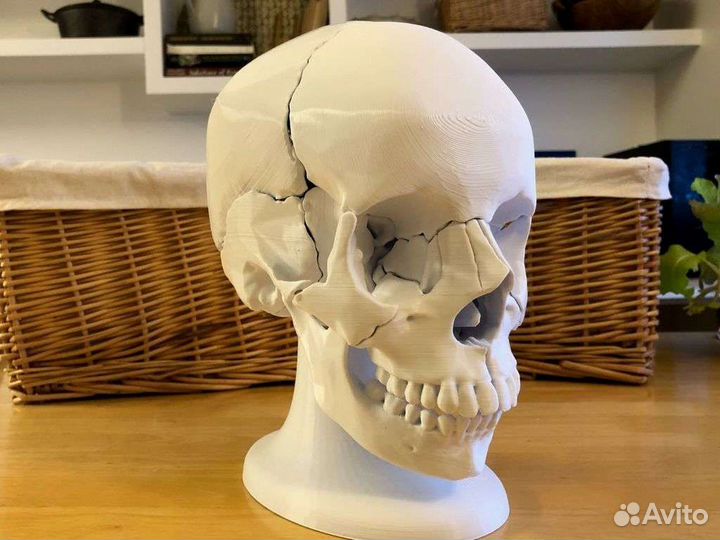 Череп анатомический