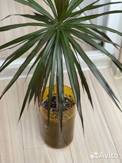 Подарок дракон Драцена