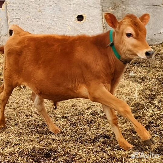 Телята джерси. Племенная пара