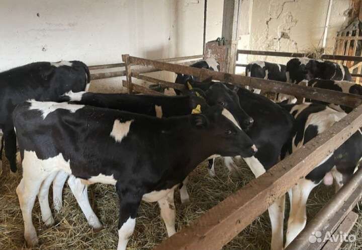 Бычки телята