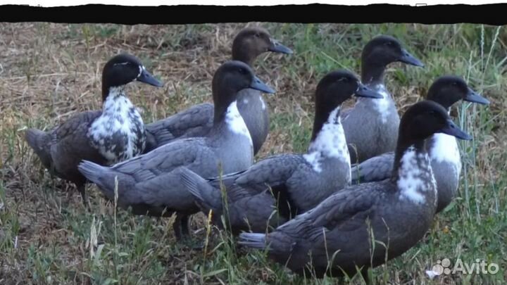 Утята суточные