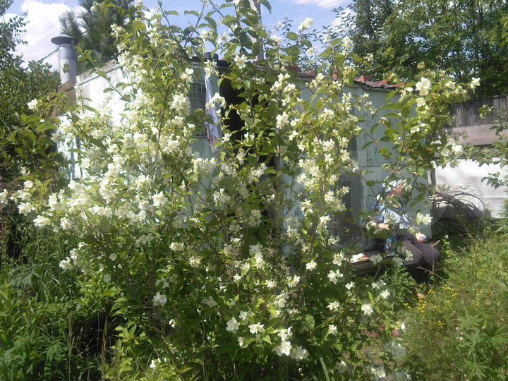 Участок 8 сот. (СНТ, ДНП)